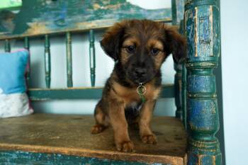 Dachshund and Chihuahua Dogs Available for Adoption in San Antonio, Texas - Rachel | PetCurious