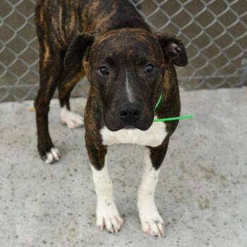 Bolt -  Pit Bull Terrier Dog for Adoption in Idaho Falls, Idaho - Bolt | PetCurious