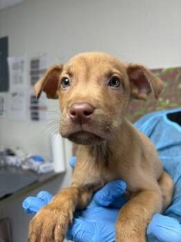 Cricket -  Shepherd and Mixed Breed Dog for Adoption in San Antonio, Texas - Cricket | PetCurious