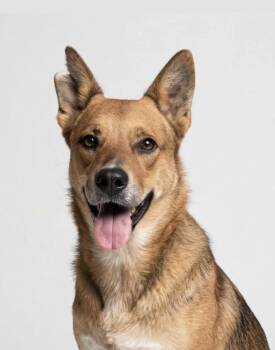 WILEY -  Carolina Dog and German Shepherd Dog Dog for Adoption in Houston, Texas - WILEY | PetCurious
