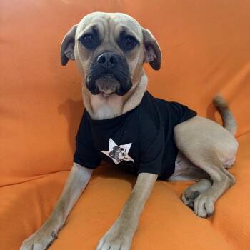 Pug and Mixed Breed Dogs Available for Adoption in Farmersville, Ohio - Marmaduke | PetCurious