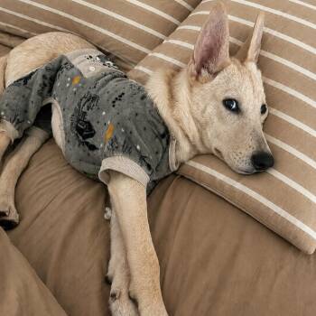 Gracie -  White German Shepherd and Mixed Breed Dog for Adoption in Mooresville, North Carolina - Gracie | PetCurious