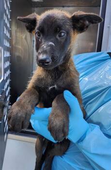 A814333 -  Belgian Shepherd Malinois Dog for Adoption in San Antonio, Texas - A814333 | PetCurious