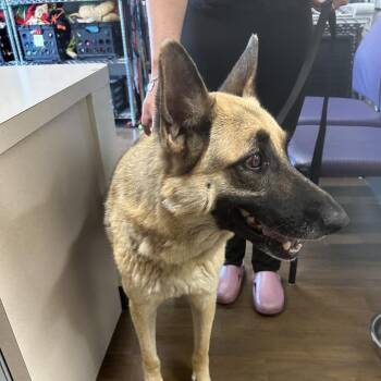 Freida -  German Shepherd Dog Dog Available for Adoption in League City, Texas - Freida | PetCurious
