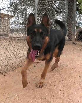 Kaiser -  German Shepherd Dog Dog for Adoption in San Tan Valley, Arizona - Kaiser | PetCurious