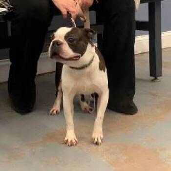 Buster -  Boston Terrier Dog for Adoption in Minneapolis, Minnesota - Buster | PetCurious
