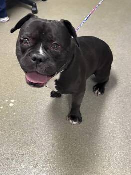 American Bulldog and Mixed Breed Dogs Available for Adoption in Las Vegas, Nevada - WALLACE | PetCurious