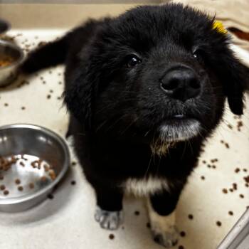 Denali -  Border Collie Dog Available for Adoption in Mineral Point, Wisconsin - Denali | PetCurious