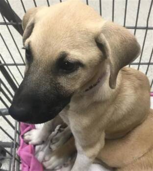 LORETTA -  Black Mouth Cur Dog for Adoption in Conroe, Texas - LORETTA | PetCurious