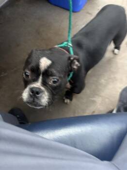 GALAXIE -  Mixed Breed Dog for Adoption in Dallas, Texas - GALAXIE | PetCurious