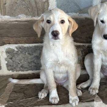 Rescue Labrador Retriever and Mixed Breed Dogs for Adoption in Wadena, Minnesota - Tanzi | PetCurious
