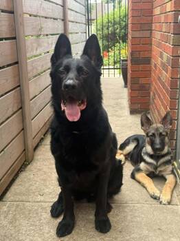 Nova -  German Shepherd Dog Dog for Adoption in Gretna, Nebraska - Nova | PetCurious