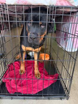 Ralph 26-15841) -  Mixed Breed Dog for Adoption in Minot, North Dakota - Ralph 26-15841) | PetCurious