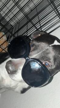 American Staffordshire Terrier Dogs Available for Adoption in Mico, Texas - Matrix | PetCurious