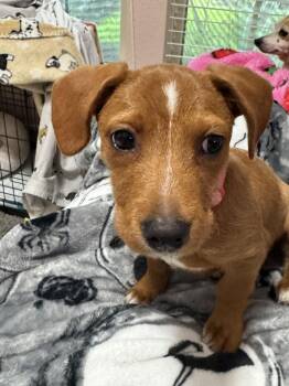 Lucy -  Dachshund and Terrier Dog for Adoption in Houston, Texas - Lucy | PetCurious