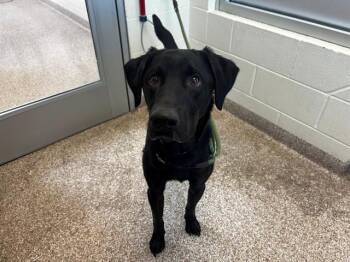Labrador Retriever Dogs Available for Adoption in Colorado Springs, Colorado - HEDGEHOG | PetCurious