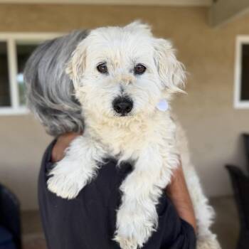 Maltese Dogs Available for Adoption in Ramona, California - Captain Kangaroo | PetCurious