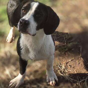 Basset Hound and Bulldog Dogs Available for Adoption in Springtown, Texas - Ozzy Pawz | PetCurious