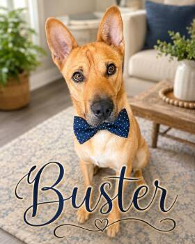 Buster -  Shepherd Dog for Adoption in Orange, California - Buster | PetCurious