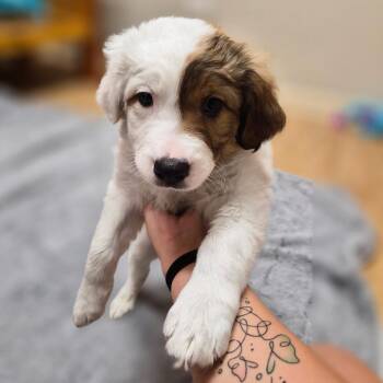 Ophelia -  Mixed Breed Dog Available for Adoption in Woodstock, Illinois - Ophelia | PetCurious