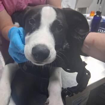 Sunny -  Mixed Breed Dog for Adoption in Summerville, South Carolina - Sunny | PetCurious