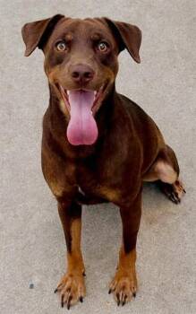 Rescue Doberman Pinscher and Mixed Breed Dogs for Adoption in Sacramento, California - DOVER | PetCurious