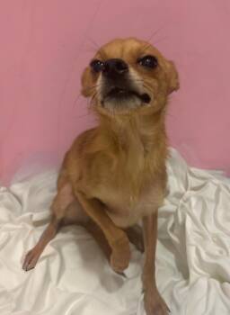 Rescue Chihuahua and Pomeranian Dogs for Adoption in Los Angeles, California - Brett | PetCurious