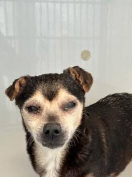 Java -  Mixed Breed Dog for Adoption in Atlanta, Georgia - Java | PetCurious
