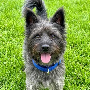 Cairn Terrier and Terrier Dogs Available for Adoption in Las Vegas, Nevada - Bert | PetCurious