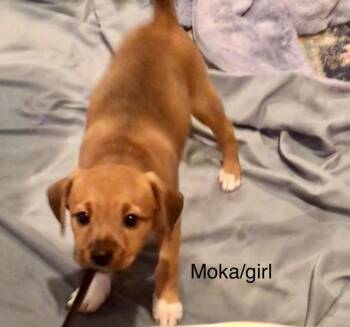 Mixed Breed Dogs Available for Adoption in Taycheedah, Wisconsin - Moka | PetCurious