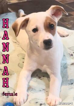 Hannah 1 -  Jack Russell Terrier Dog for Adoption in Manchester, Connecticut - Hannah 1 | PetCurious