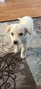 Possom -  Mixed Breed Dog for Adoption in Athens, Ontario - Possom | PetCurious
