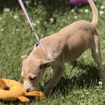 Labrador Retriever Dogs Available for Adoption in Locust Fork, Alabama - Milky-Way | PetCurious