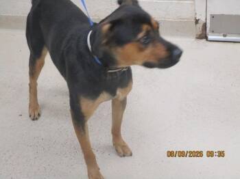 (48) -  Shepherd Dog for Adoption in Marietta, Georgia - (48) | PetCurious