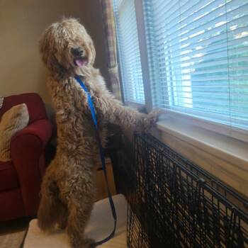 Biscuit -  Golden Retriever and Standard Poodle Dog for Adoption in Oceanside, New York - Biscuit | PetCurious