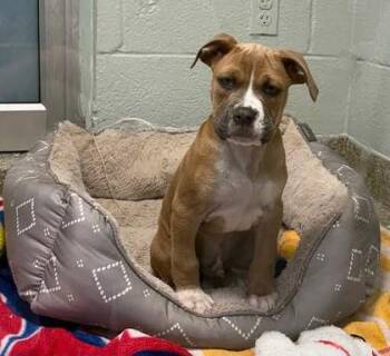 Pit Bull Terrier and Mixed Breed Dogs Available for Adoption - Bonneville | PetCurious