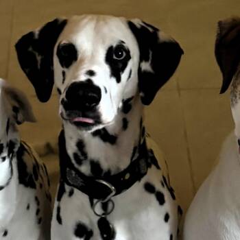 Jasper-Edgewater, FL -  Dalmatian Dog for Adoption in San Diego, California - Jasper-Edgewater, FL | PetCurious