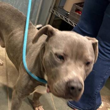 Samson -  Mixed Breed Dog Available for Adoption in Chattanooga, Tennessee - Samson | PetCurious