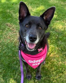 Rescue Black Labrador Retriever and German Shepherd Dog Dogs for Adoption in Cool, California - Miley | PetCurious