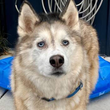 Rescue Alaskan Malamute Dogs for Adoption in Matteson, Illinois - Juno | PetCurious