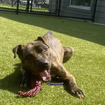 Koda -  Pit Bull Terrier Dog for Adoption in Greensboro, North Carolina - Koda | PetCurious