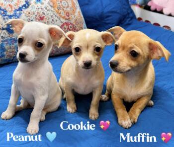 Peanut Muffin Cookie -  Chihuahua Dog for Adoption in Douglas, Georgia - Peanut Muffin Cookie | PetCurious
