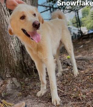 Snowflake -  Great Pyrenees Dog for Adoption in Little Rock, Arkansas - Snowflake | PetCurious