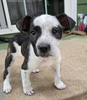 Bandito (AO37573) -  Australian Cattle Dog Blue Heeler Dog for Adoption in Kansas City, Kansas - Bandito (AO37573) | PetCurious