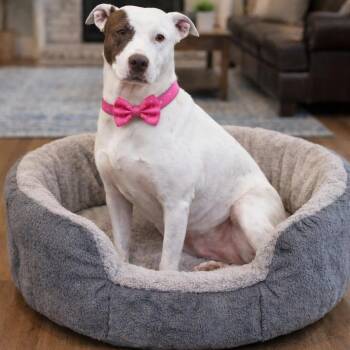 American Staffordshire Terrier and Pit Bull Terrier Dogs Available for Adoption - Piper | PetCurious