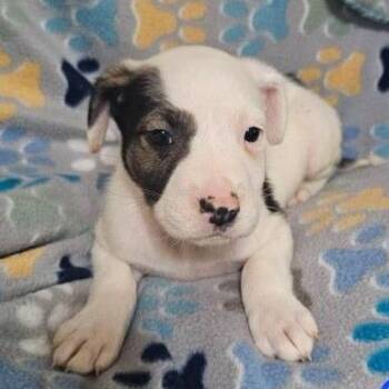 Karter -  Terrier and Mixed Breed Dog for Adoption in Buffalo, Minnesota - Karter | PetCurious