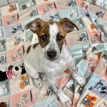 Banana Nut -  Mixed Breed Dog for Adoption in Wantagh, New York - Banana Nut | PetCurious