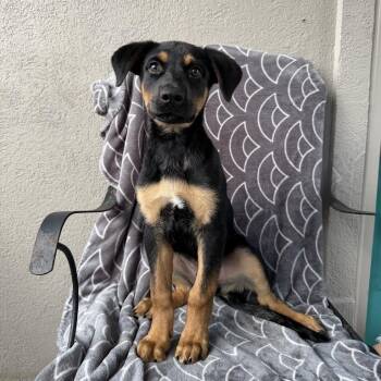 Tiny Trucker -  Shepherd and Mixed Breed Dog for Adoption in Carencro, Louisiana - Tiny Trucker | PetCurious