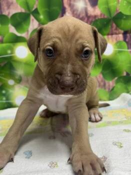 Terrier and Mixed Breed Dogs Available for Adoption in San Antonio, Texas - Canyon | PetCurious