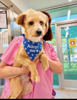 Shaggy -  Terrier and Poodle Dog for Adoption in Euless, Texas - Shaggy | PetCurious